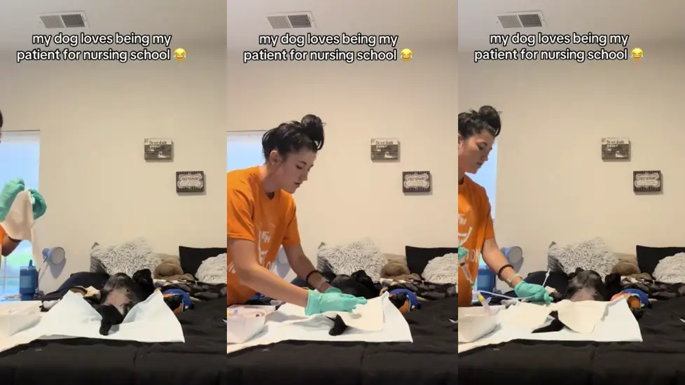 Dog Goes Viral for Playing “Patient” in Nursing Student’s Sim Lab