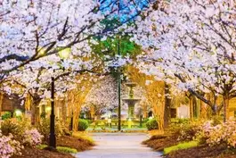 direct entry msn georgia