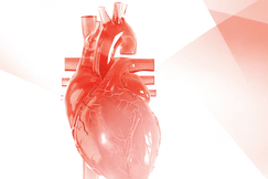 A detailed 3D medical illustration of a human heart in translucent red tones, showing veins and arteries against a soft white and pink geometric background.
