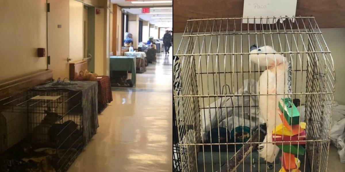 Pets Line The Halls Of Naval Hospital As Hurricane Florence Rages