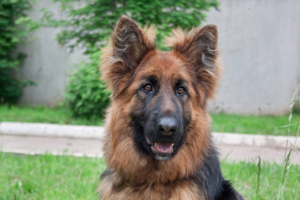 This Is Why K9s Are The Newest Team Members At Hospitals