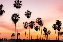 travel nurses earn more in these states palm trees