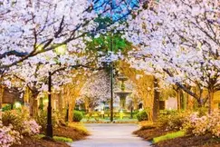 direct entry msn georgia