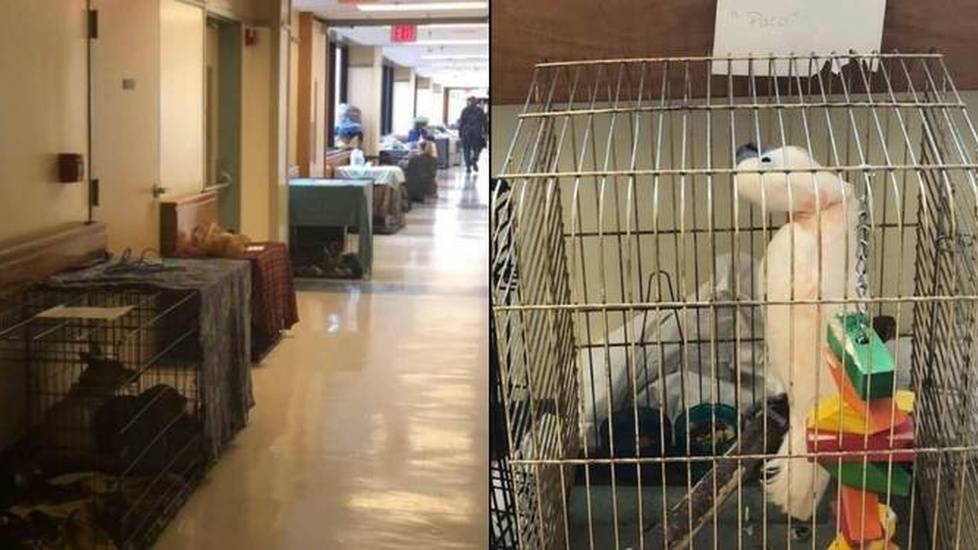 Pets Line The Halls Of Naval Hospital As Hurricane Florence Rages