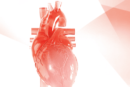A detailed 3D medical illustration of a human heart in translucent red tones, showing veins and arteries against a soft white and pink geometric background.