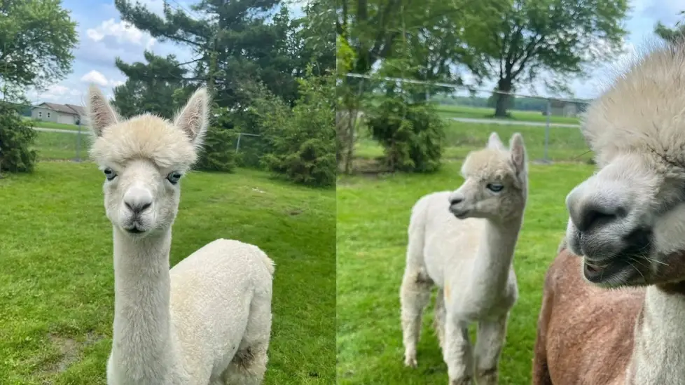 Move Over Therapy Dogs—This Nurse Uses Alpacas to Heal Burnt-Out Nurses