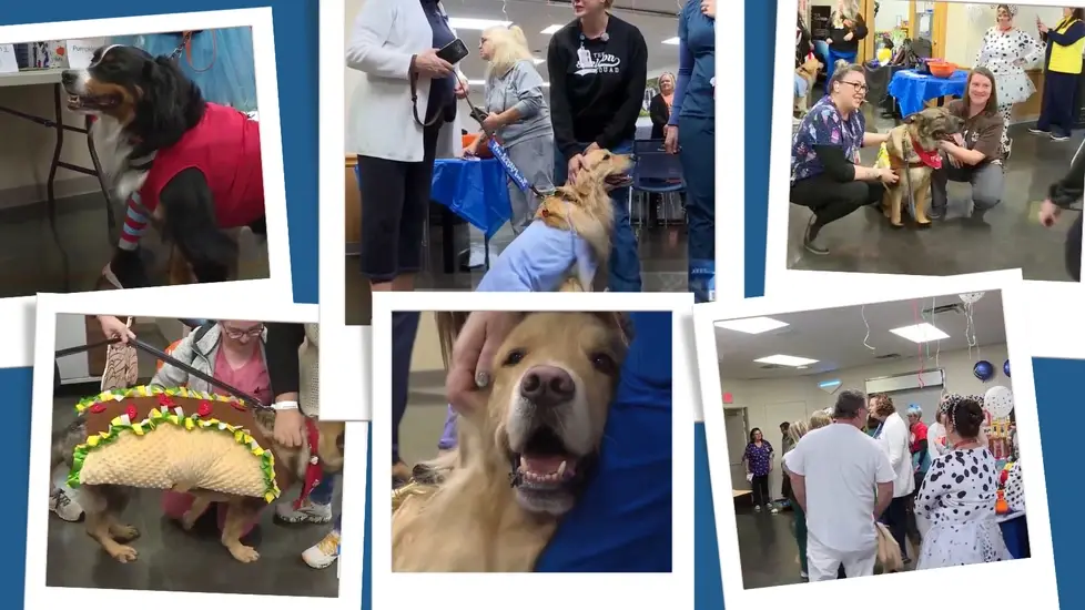 Therapy Dogs in Halloween Costumes Bring Healing and Happiness to Hospitals