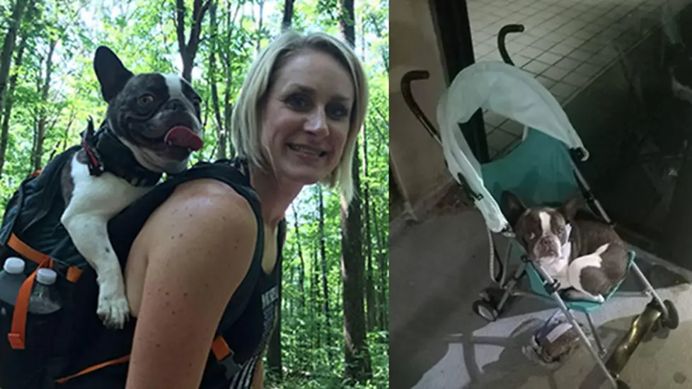 Two images show the French bulldog featured in the Pittsburgh airport incident: first, happily riding in a backpack on a wooded trail; second, sitting in a stroller near the airport exit